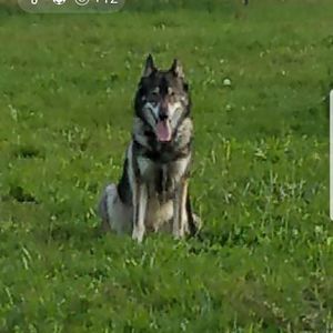 Meet your Posher, Joe